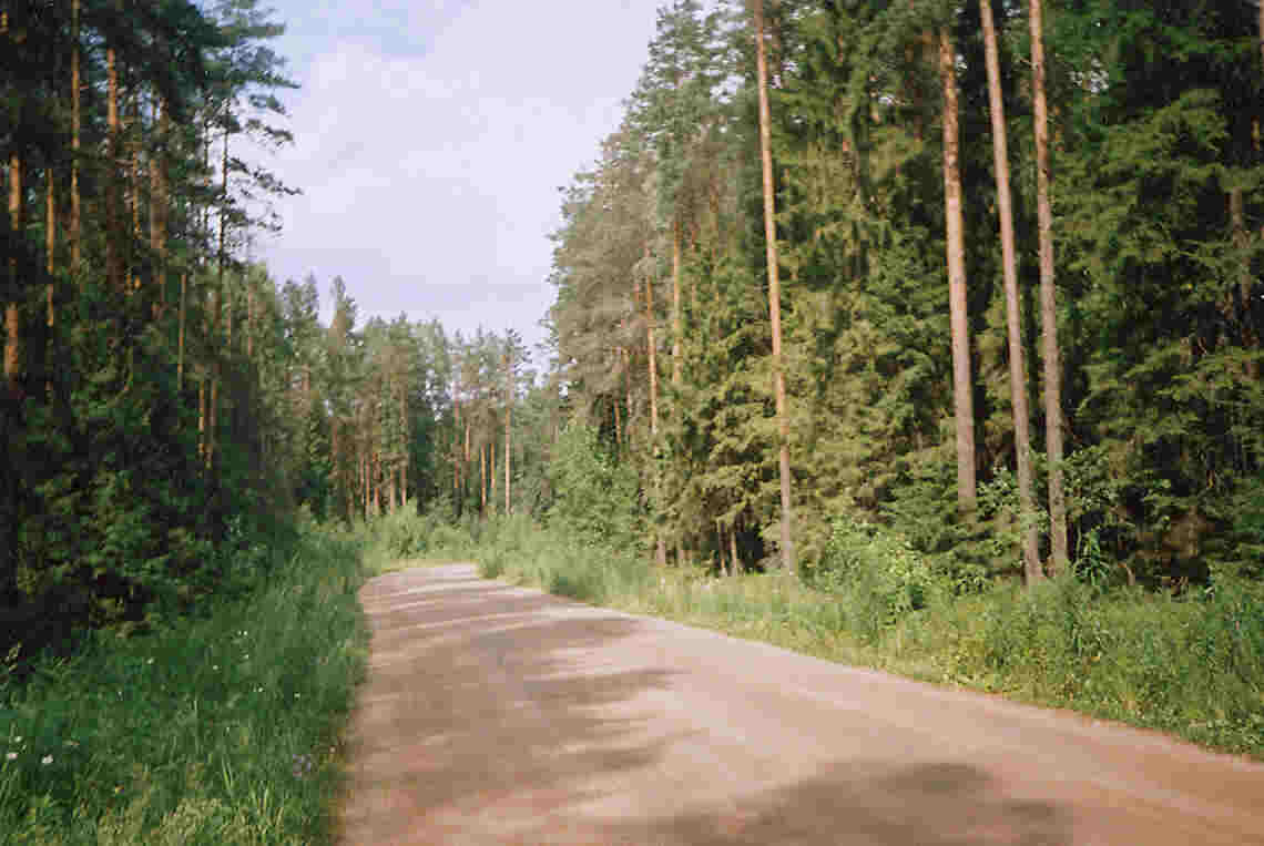 Лесная дорога в Сокольском бору